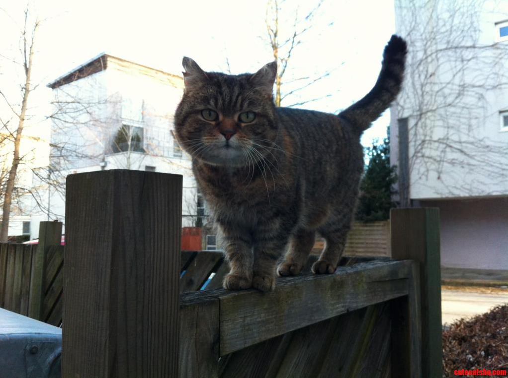 Saw This Fluffy Guy Strolling Around.