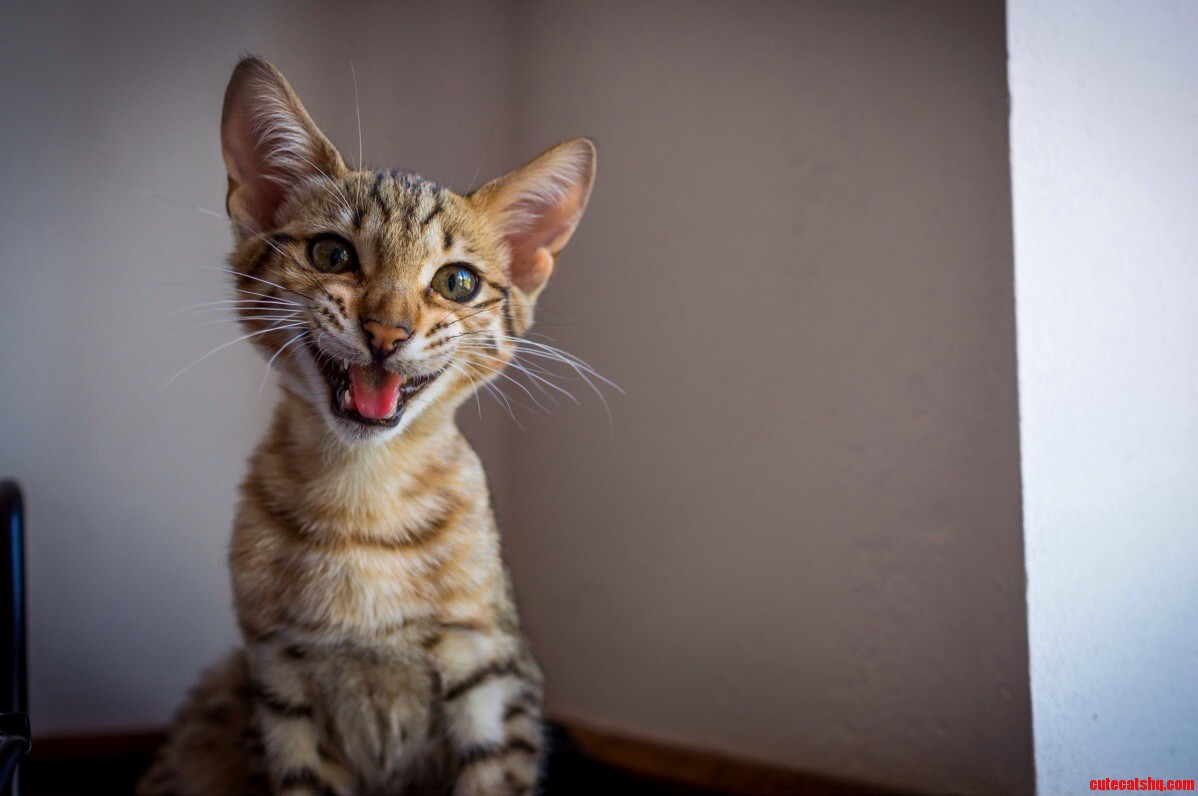 Say Hello to My In-laws New Savannah Kitten. and Then They Called It Pat.