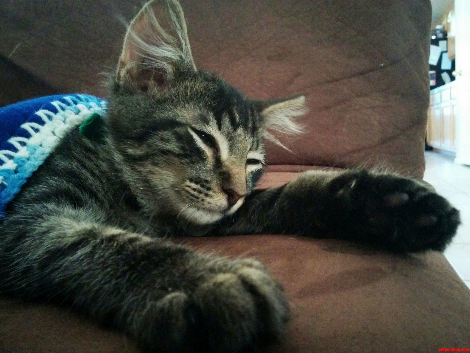 Say Hi to Oliver