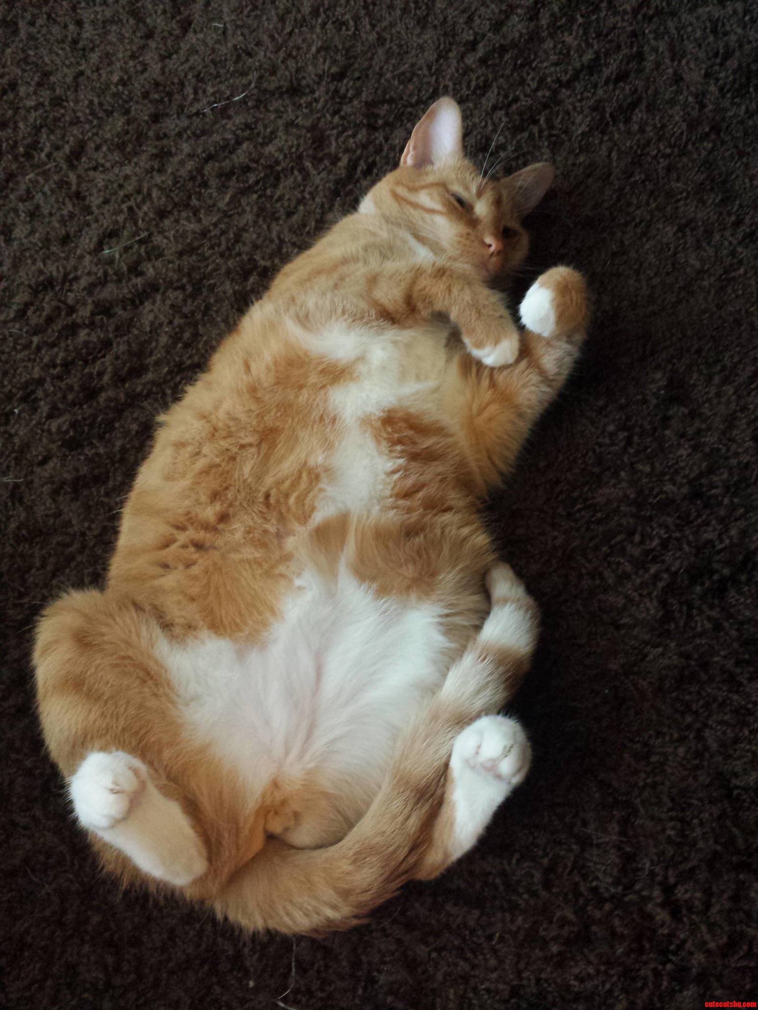 Scratch My Belly Such a Lady...