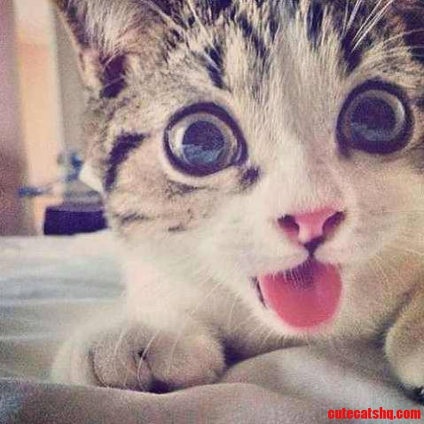 Self Picture of Kitty Cute Tongue Out