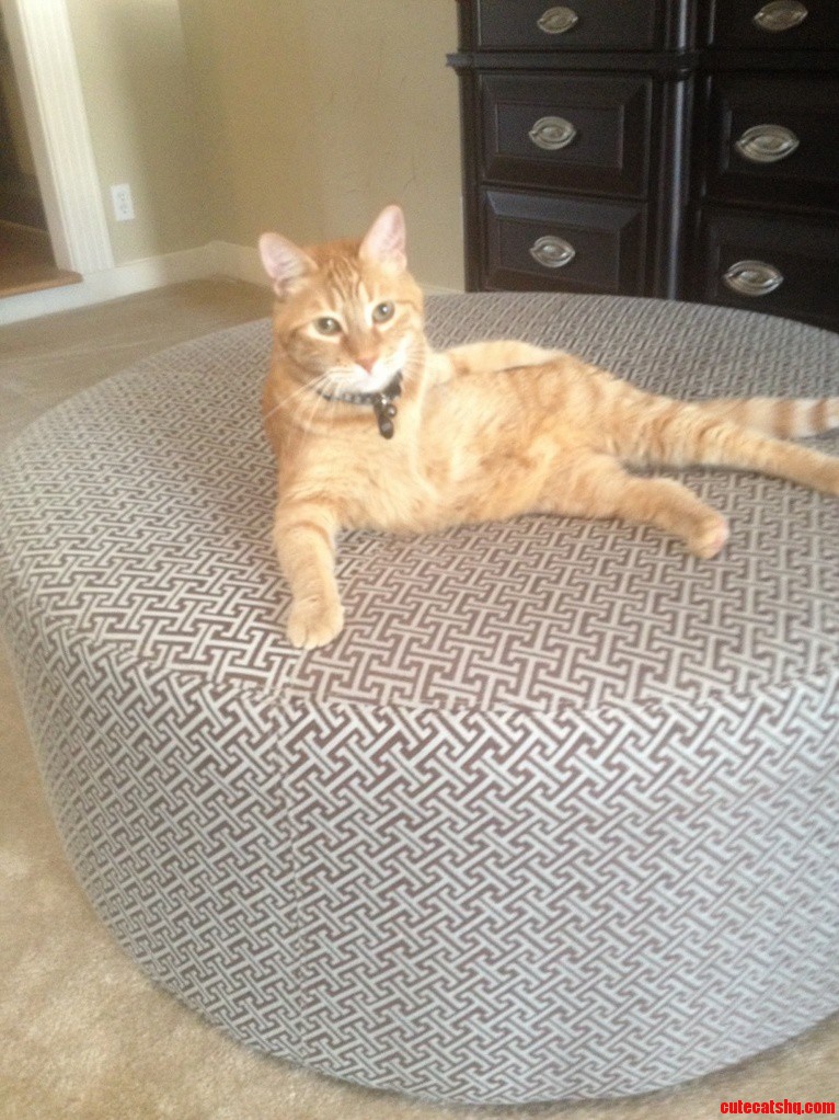 Sexy Kitty