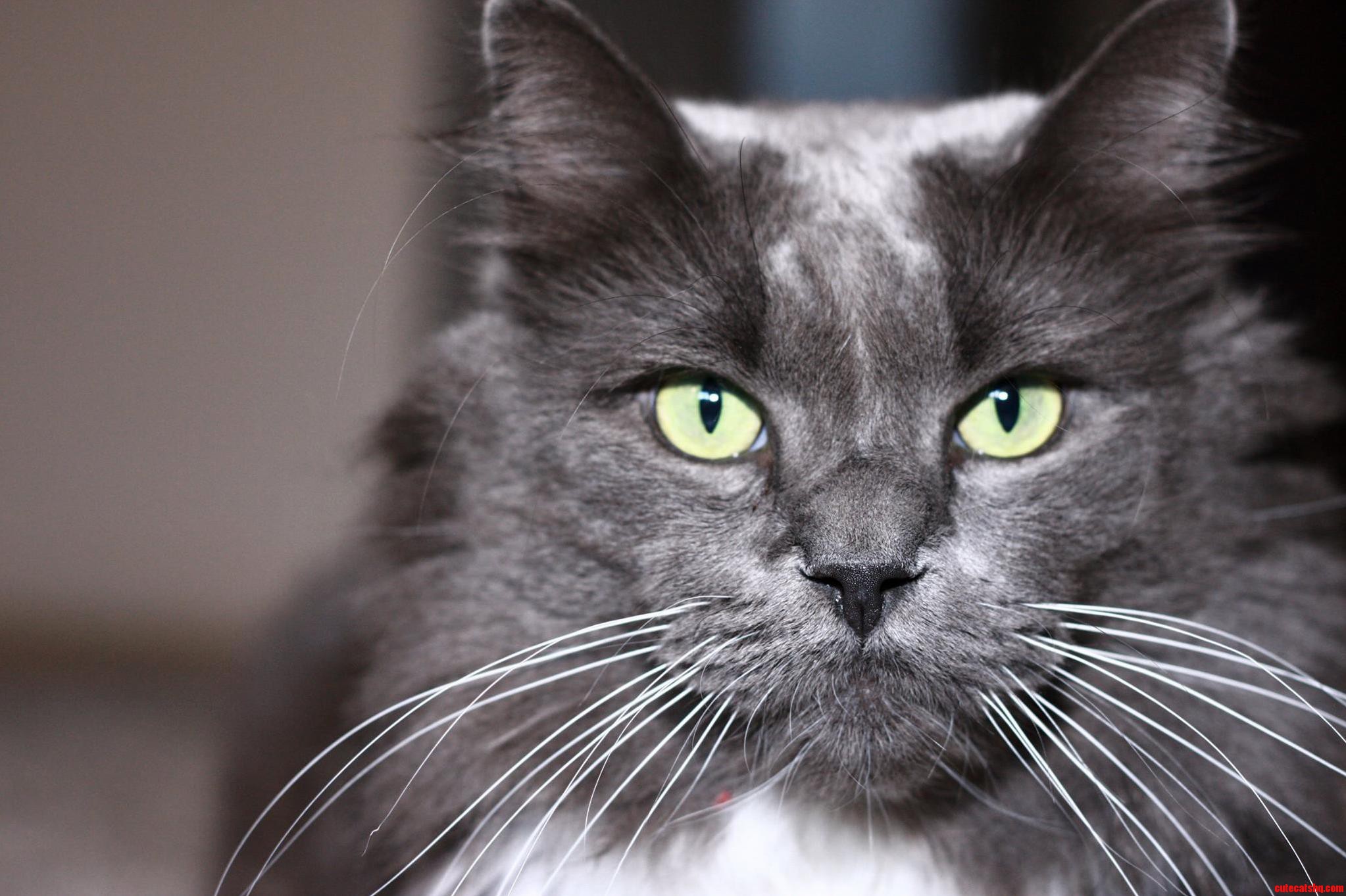 Shared My Cat Frank on a Walk 2 Months Ago Here He Is Being Majestic