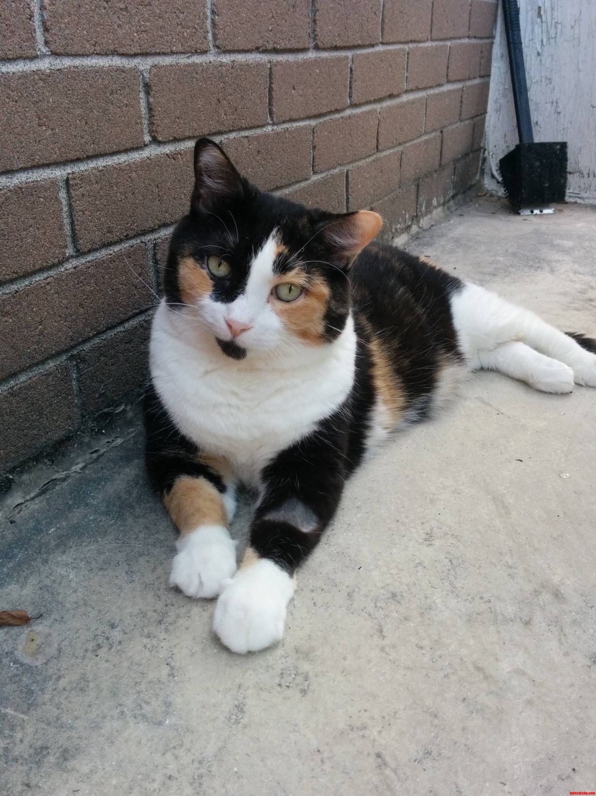 She Always Gives Me This Look When Its Time to Come Inside.