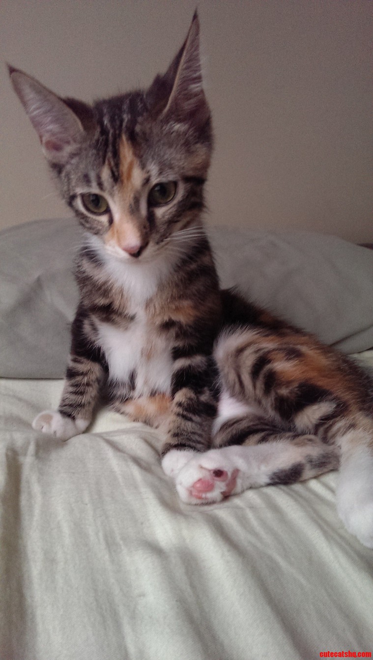 She Enjoys Lounging Around Like This.