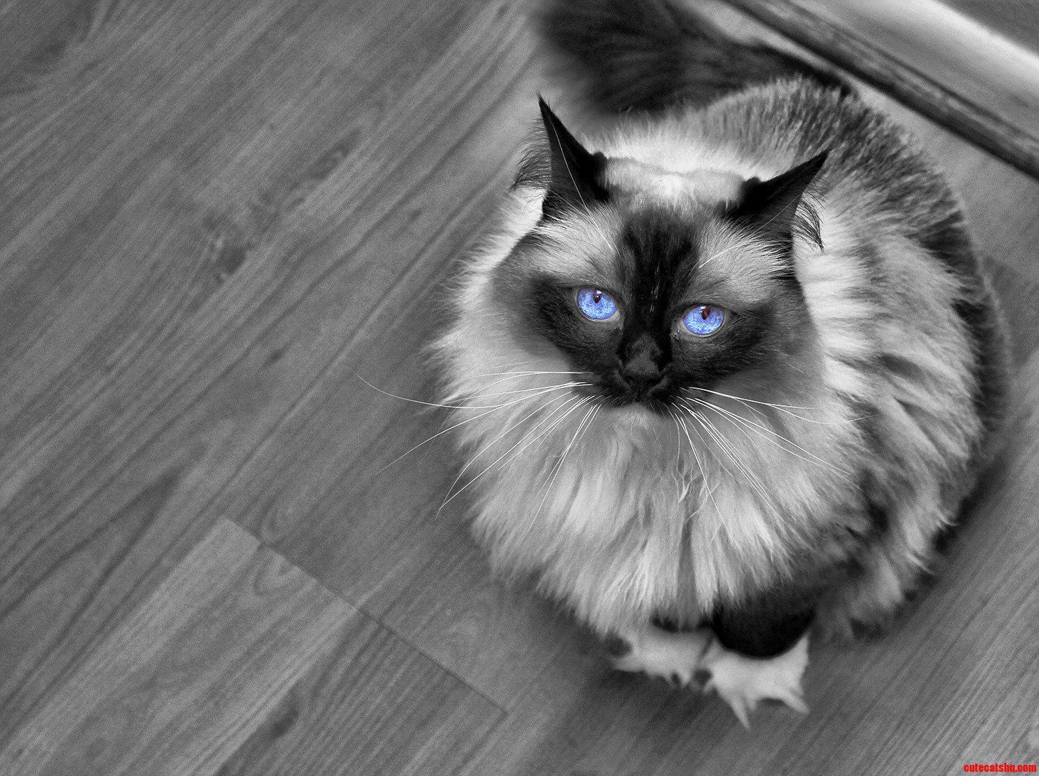 She Follows Me Everywhere with Those Eyes.