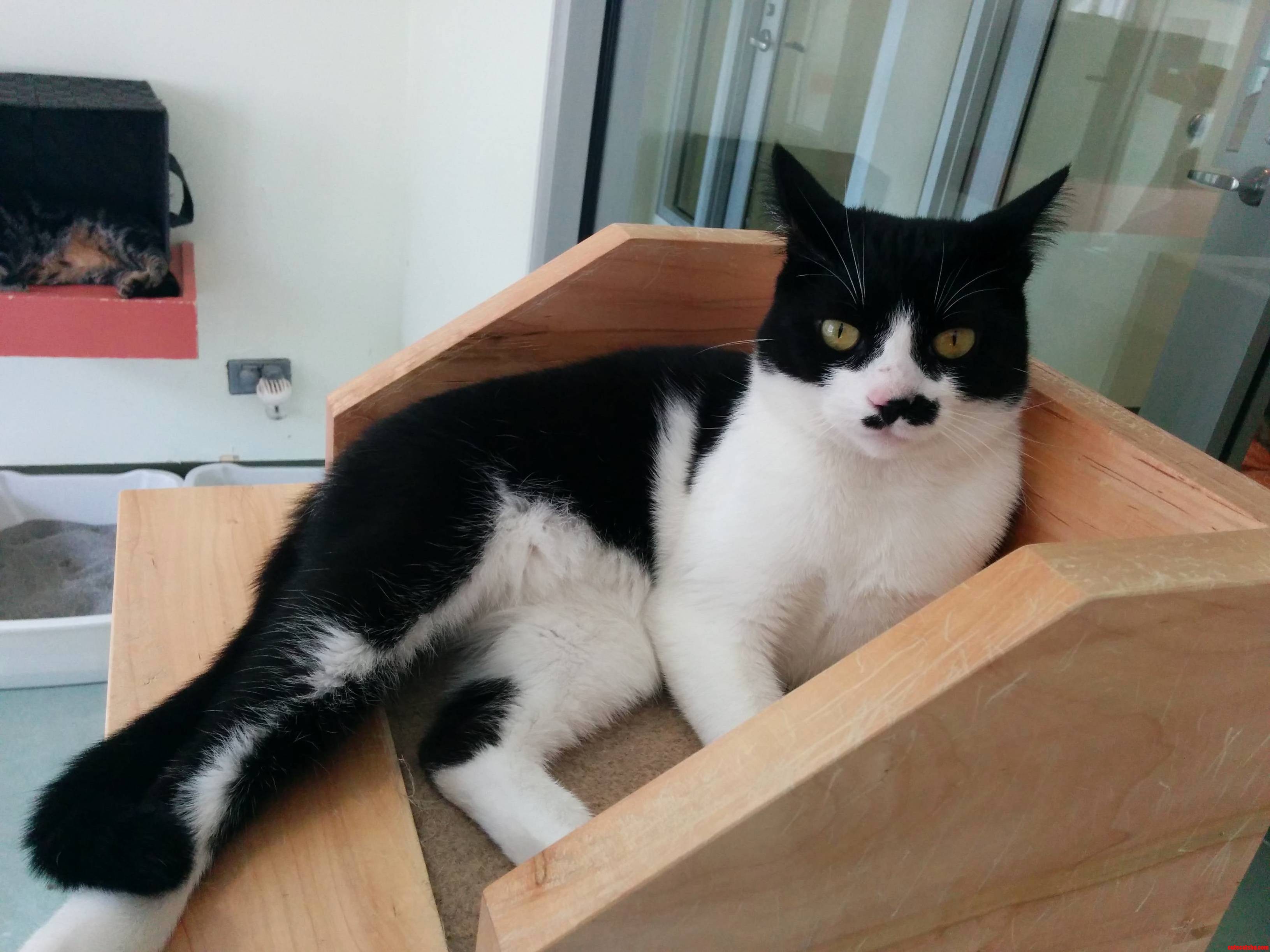 She Has a Perfect Crooked Mustache