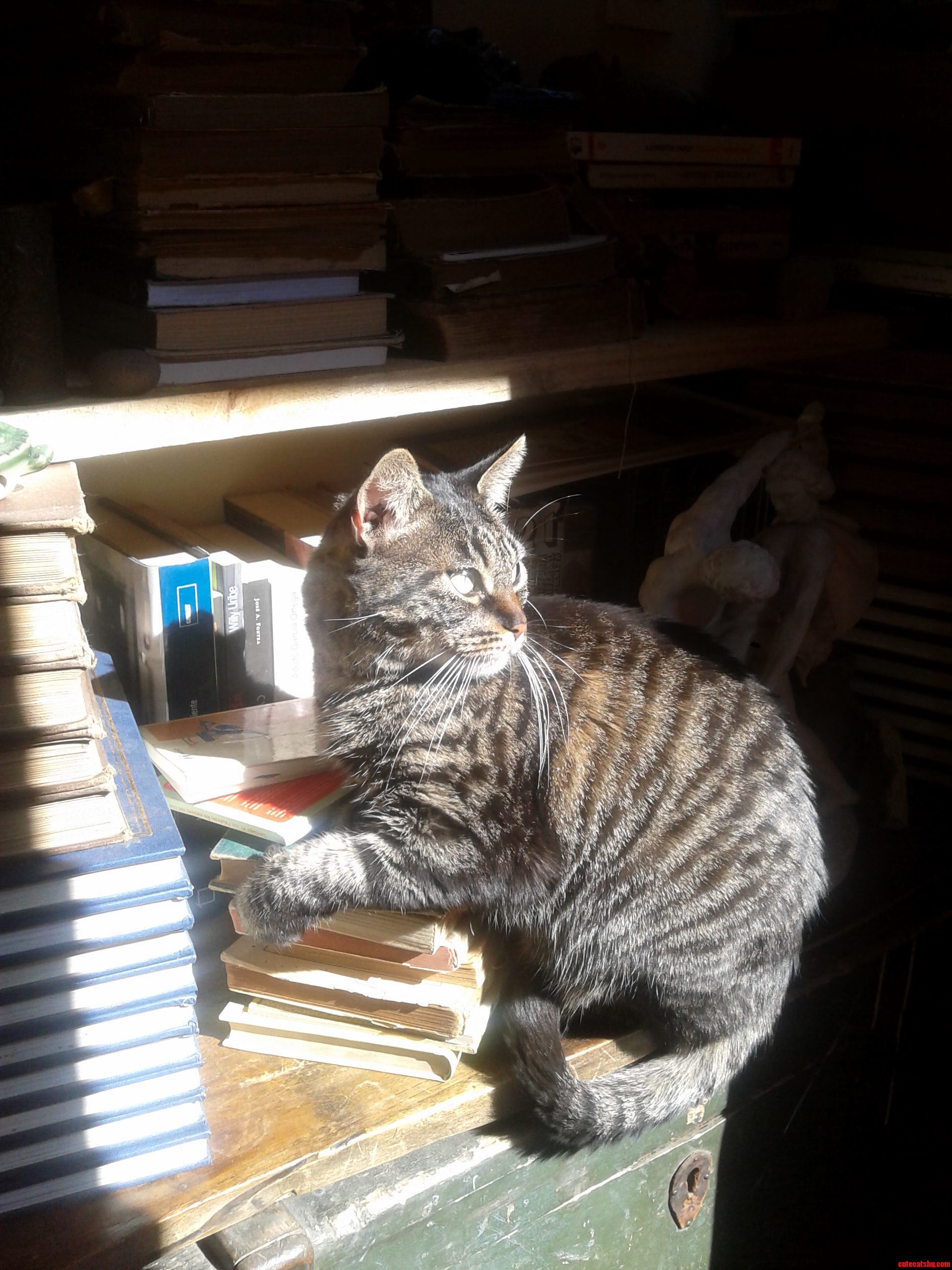 She Is a Sun Huntress
