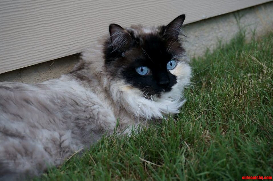 She Loves Eating Grass