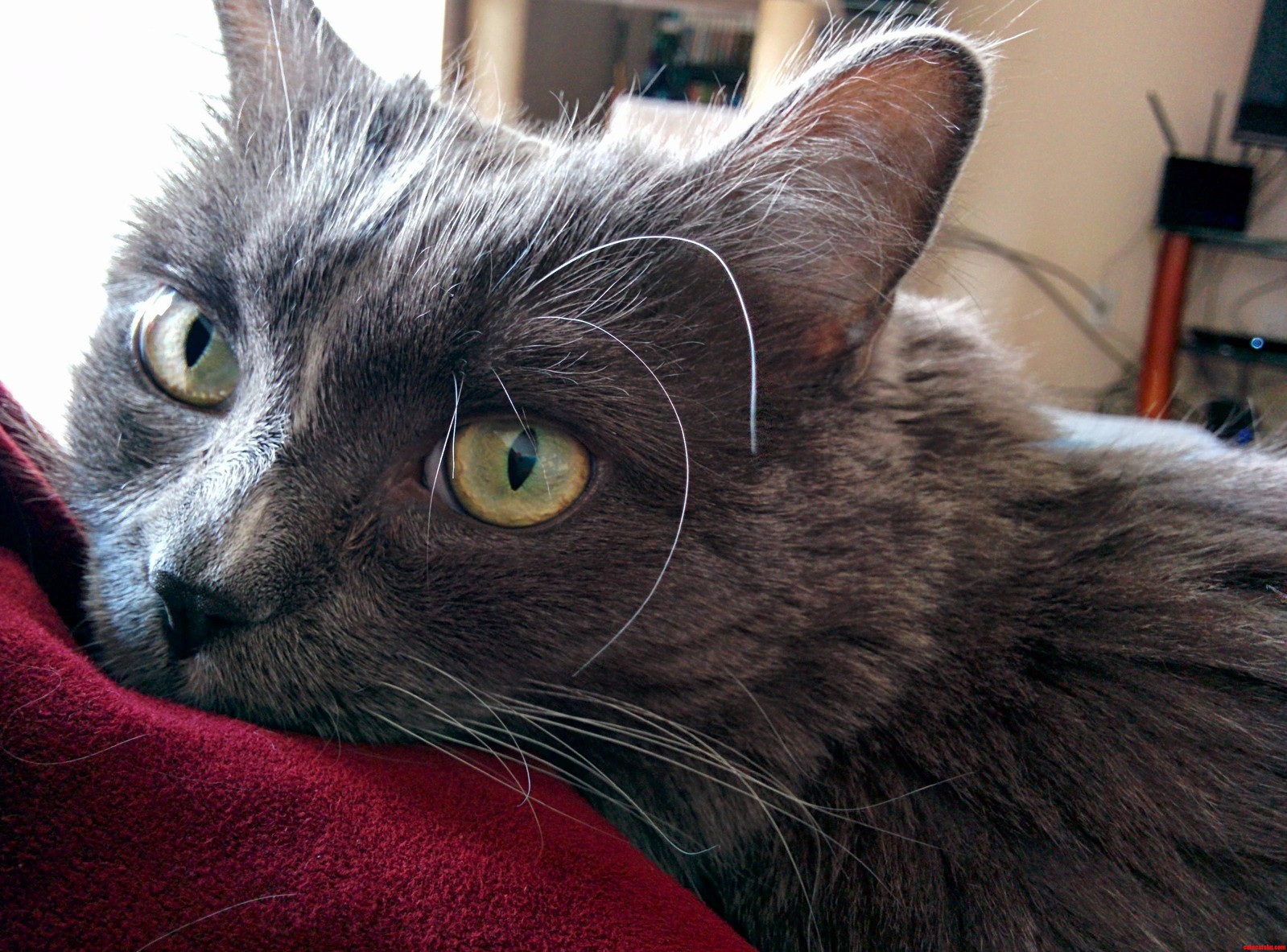 She Loves Taking Naps with Me. When I Lay Down on the Couch She Knows Its Nap Time