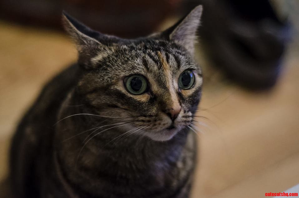 She Makes This Face Right Before She Starts to Run Around the House Like a Complete Idiot.