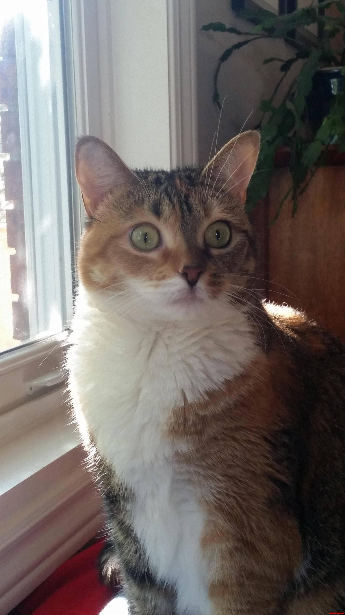 She Suffers from Pkfs Perpetual Kitten Face Syndrome