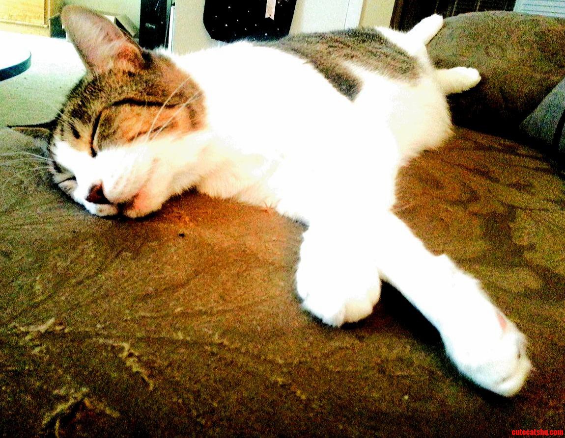She Takes Up Almost a Whole Couch Cushion When She Sleeps...