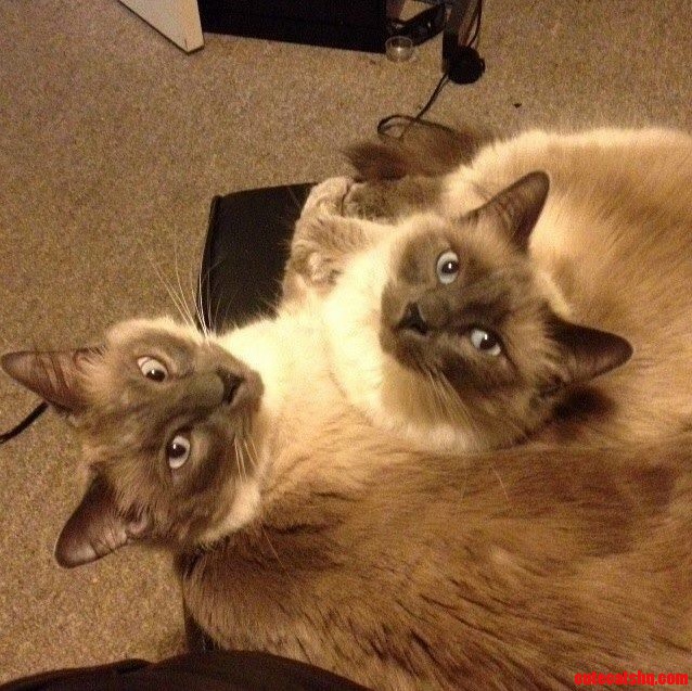 Sheik and Zelda