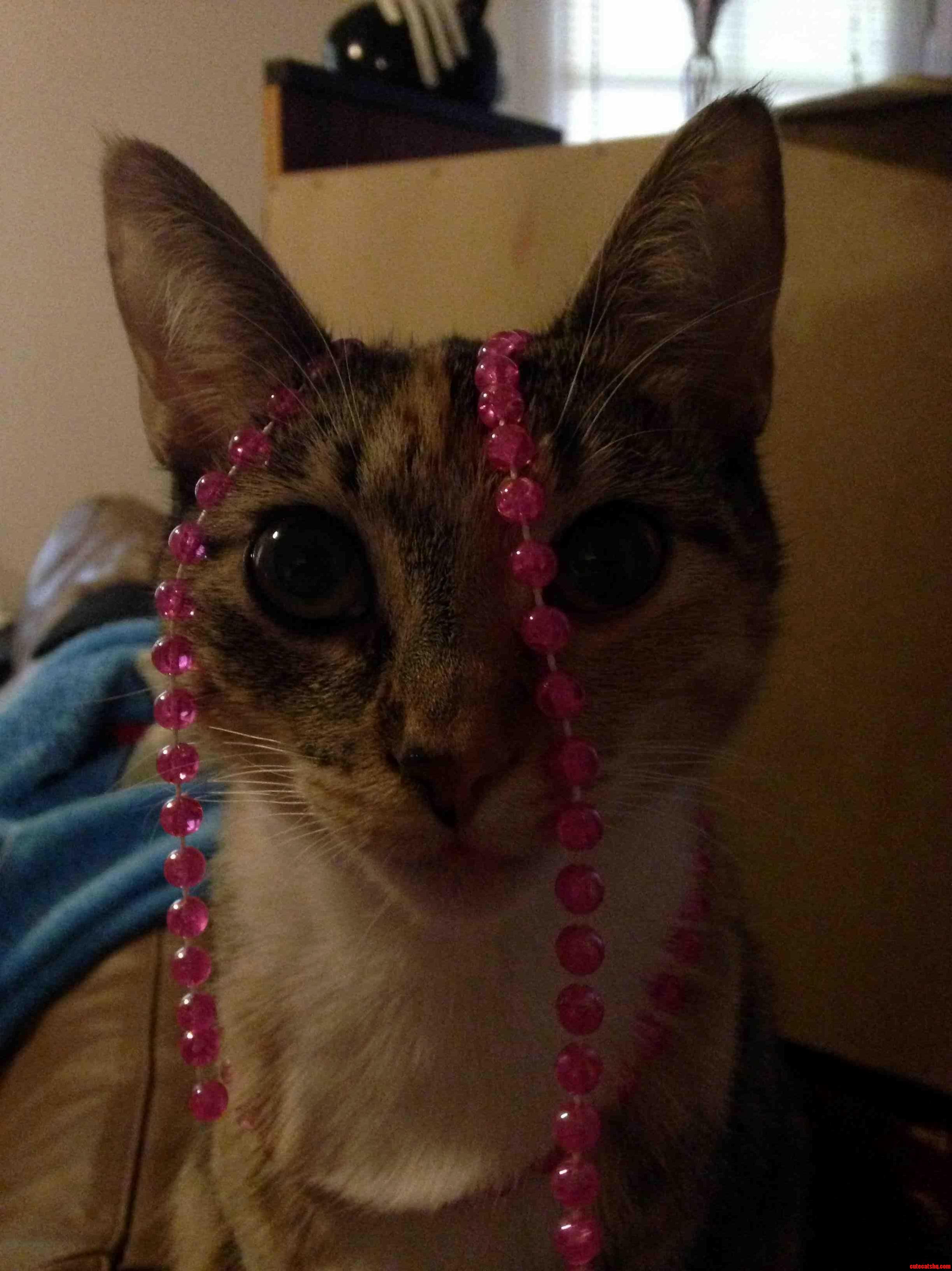 Shes a Fabulous Kitty