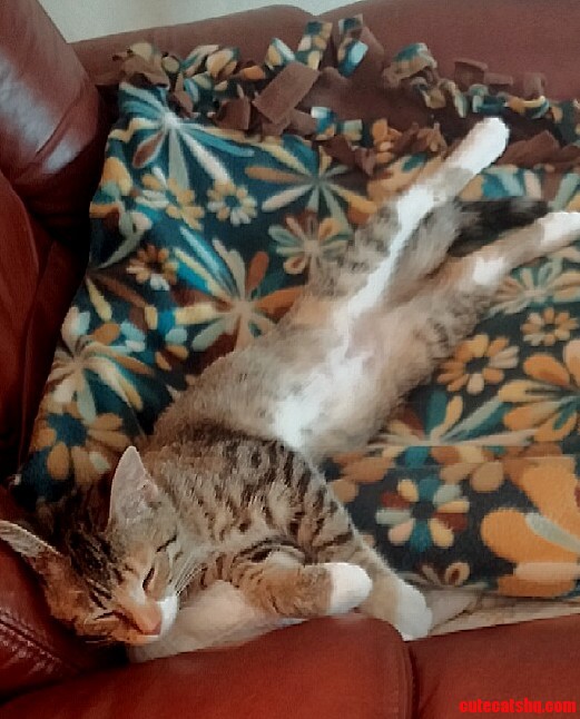 Shes Claimed Ownership of My Favorite Chair and Blanket.... Shes Lucky Shes Cute