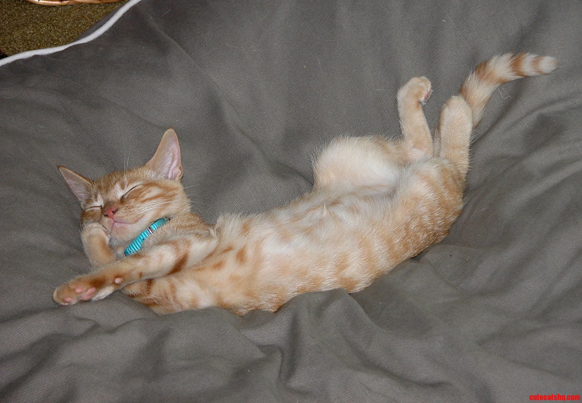 Shes Really Just the Sweetest Cat Too.