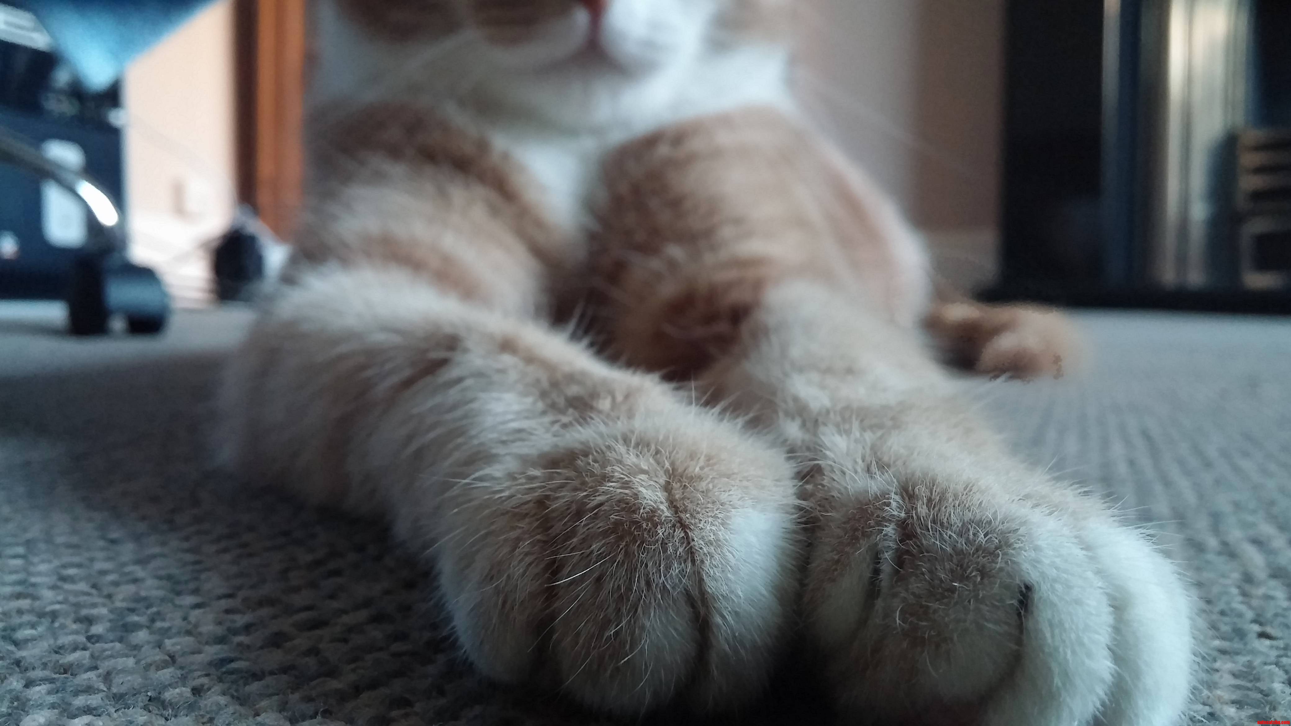 Show Me Your Paws