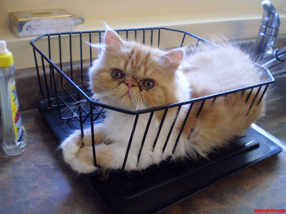 Silly Kitten Youre Not Dishes