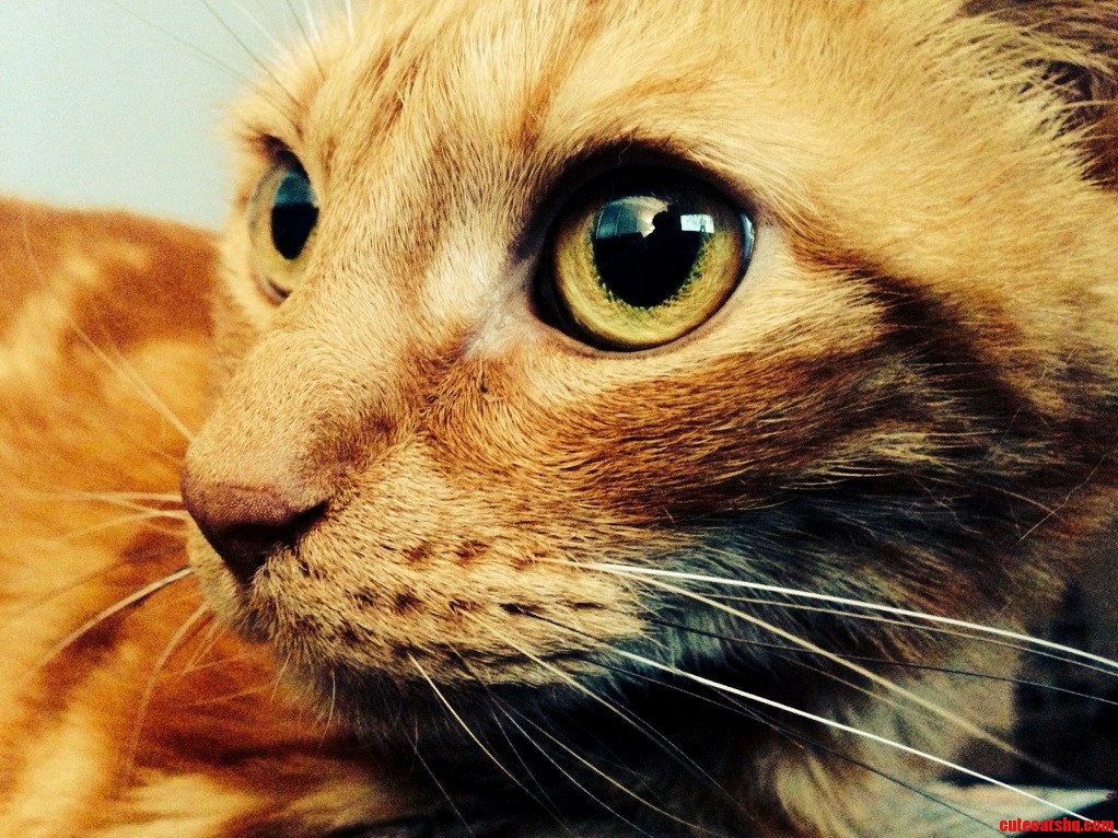 Simba Is Too Serious. This Is His Only Face.