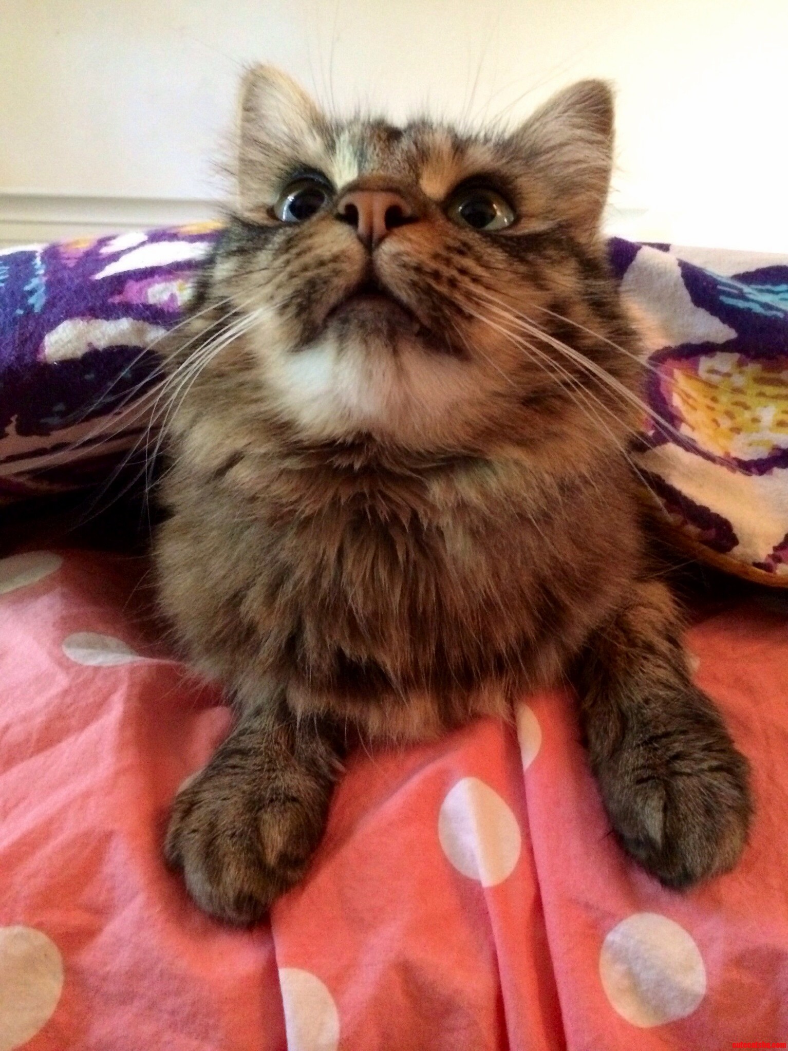 Since Were Sharing Cat Pics Meet Mcgoo