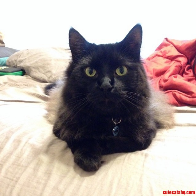 Sirius Being Super Handsome
