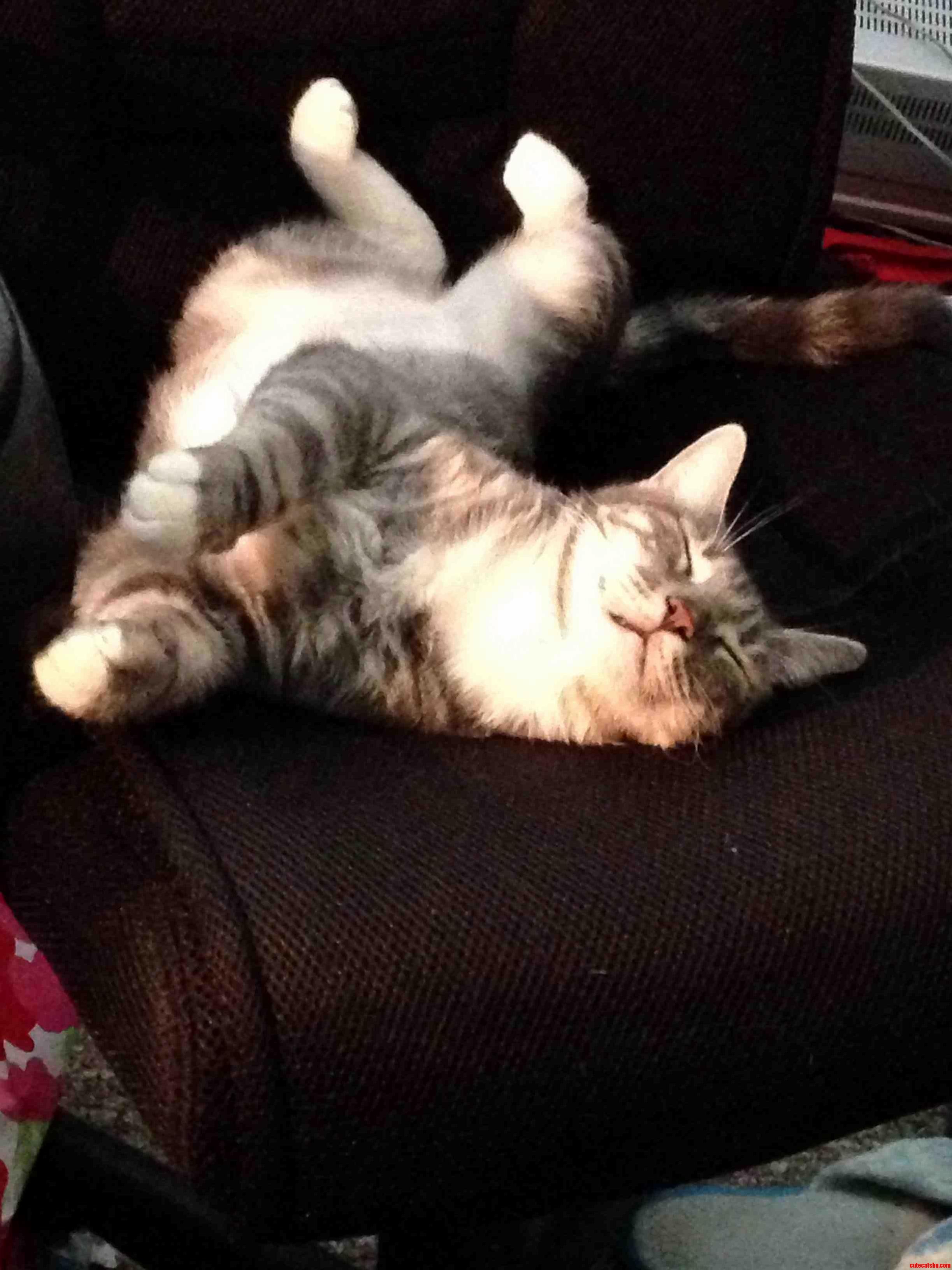 Sleeping Beauty aka Stella Our Newest Addition to Our Family