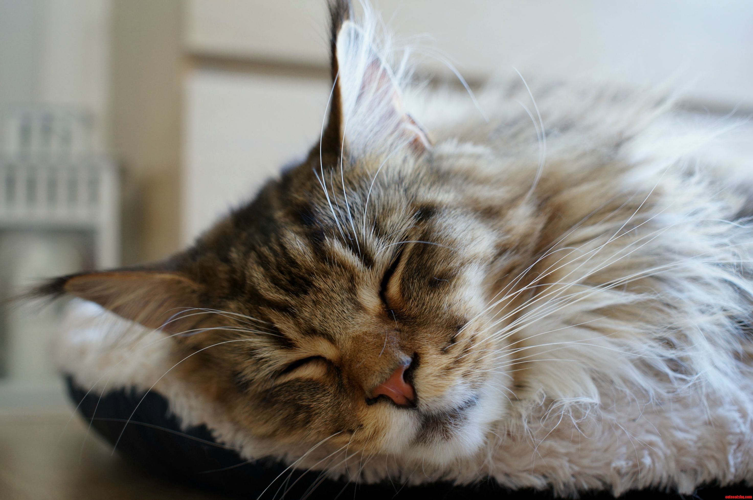 Sleeping Kitty No. 1