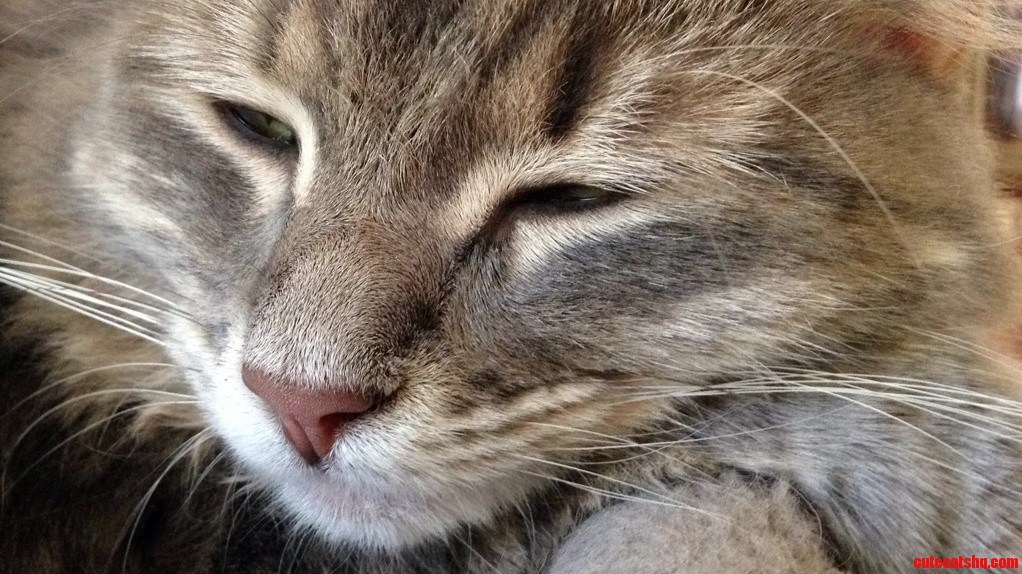 Sleepy Kitty Sorry for Iphone 5 Quality