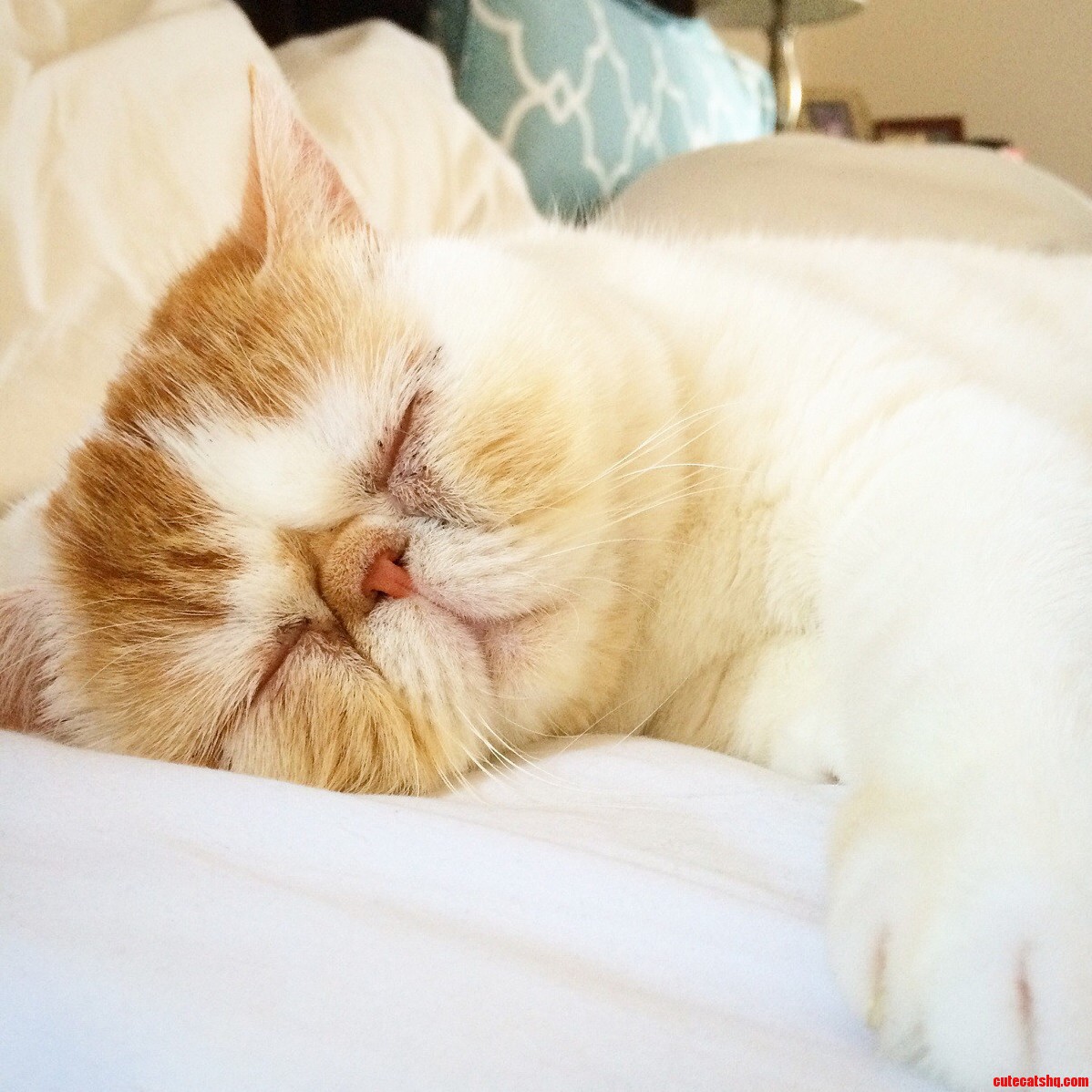 Sleepy Taco