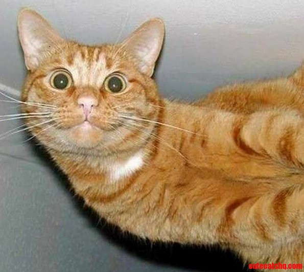 Smiling Cat