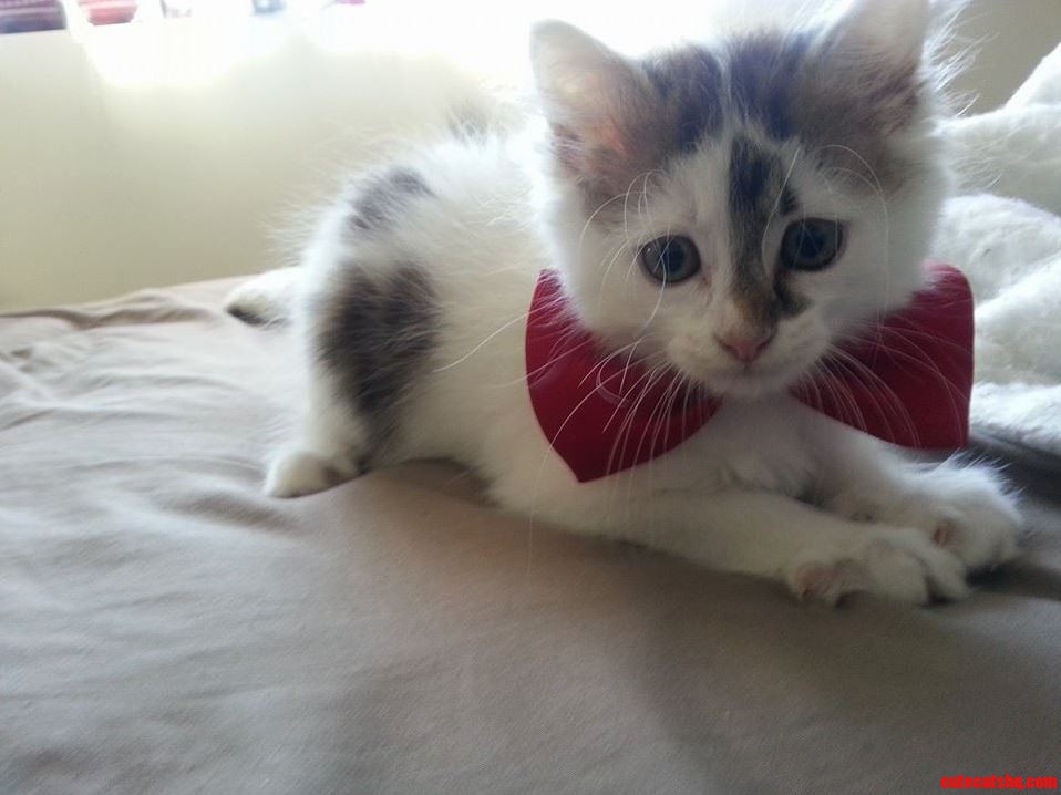 Snow with a Bowtie