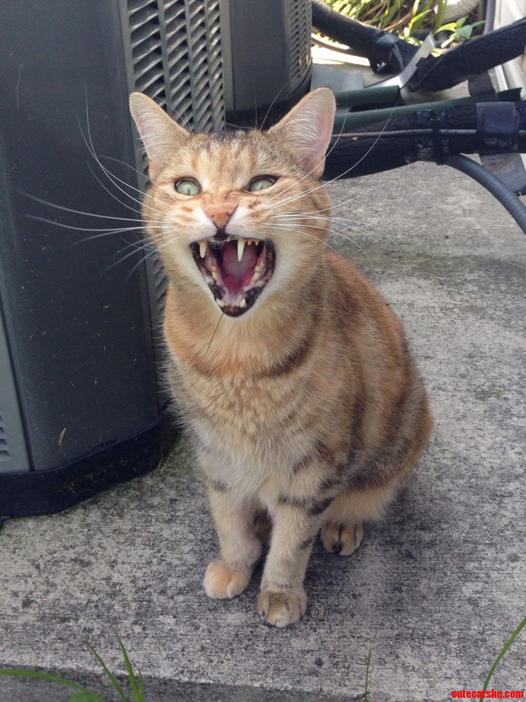 So Ferocity. Much Roar.