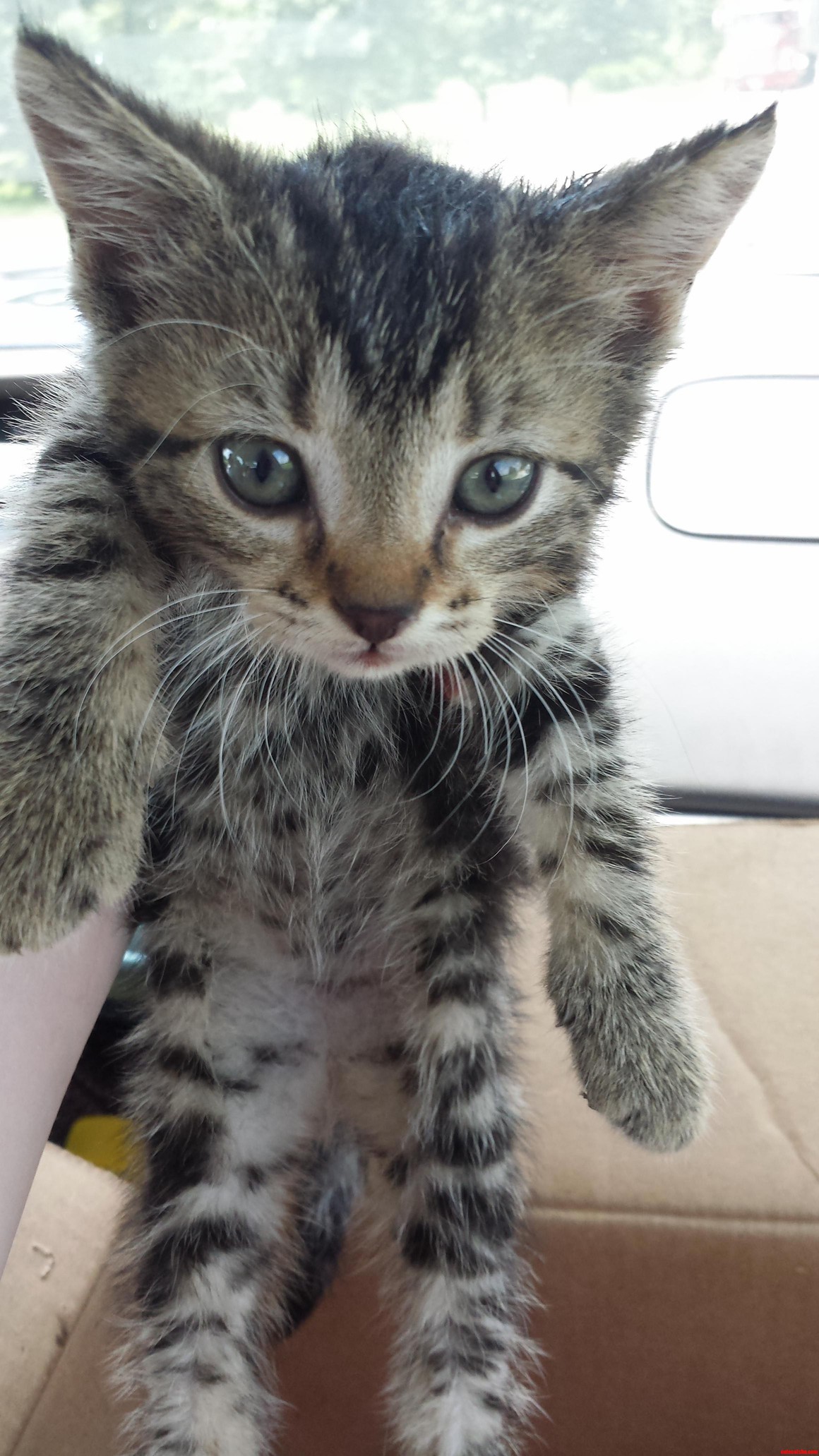 So I Crawled Under a Truck When I Was 7 Months Pregnant to Get This Scared Kitten. Now Shes Living It Up at My Parents House This Is Buttercup When She Was 8 Weeks Old.
