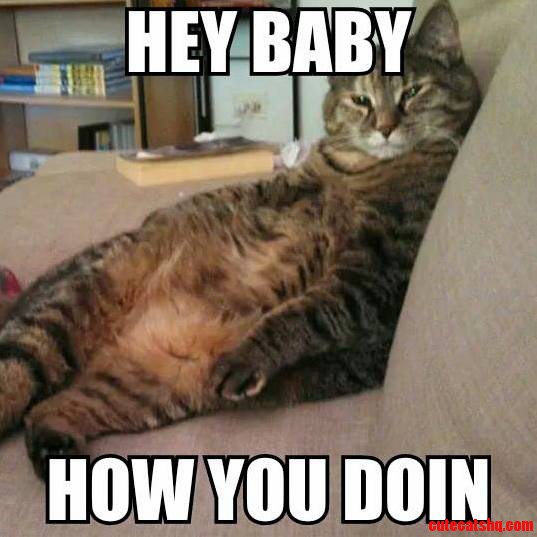 So My Cat Tweakers Was Just Chillin ...