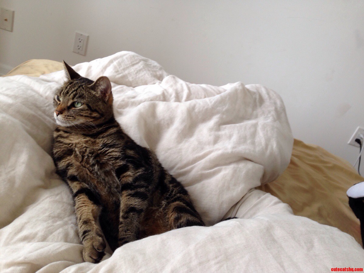 So My Cats a Model