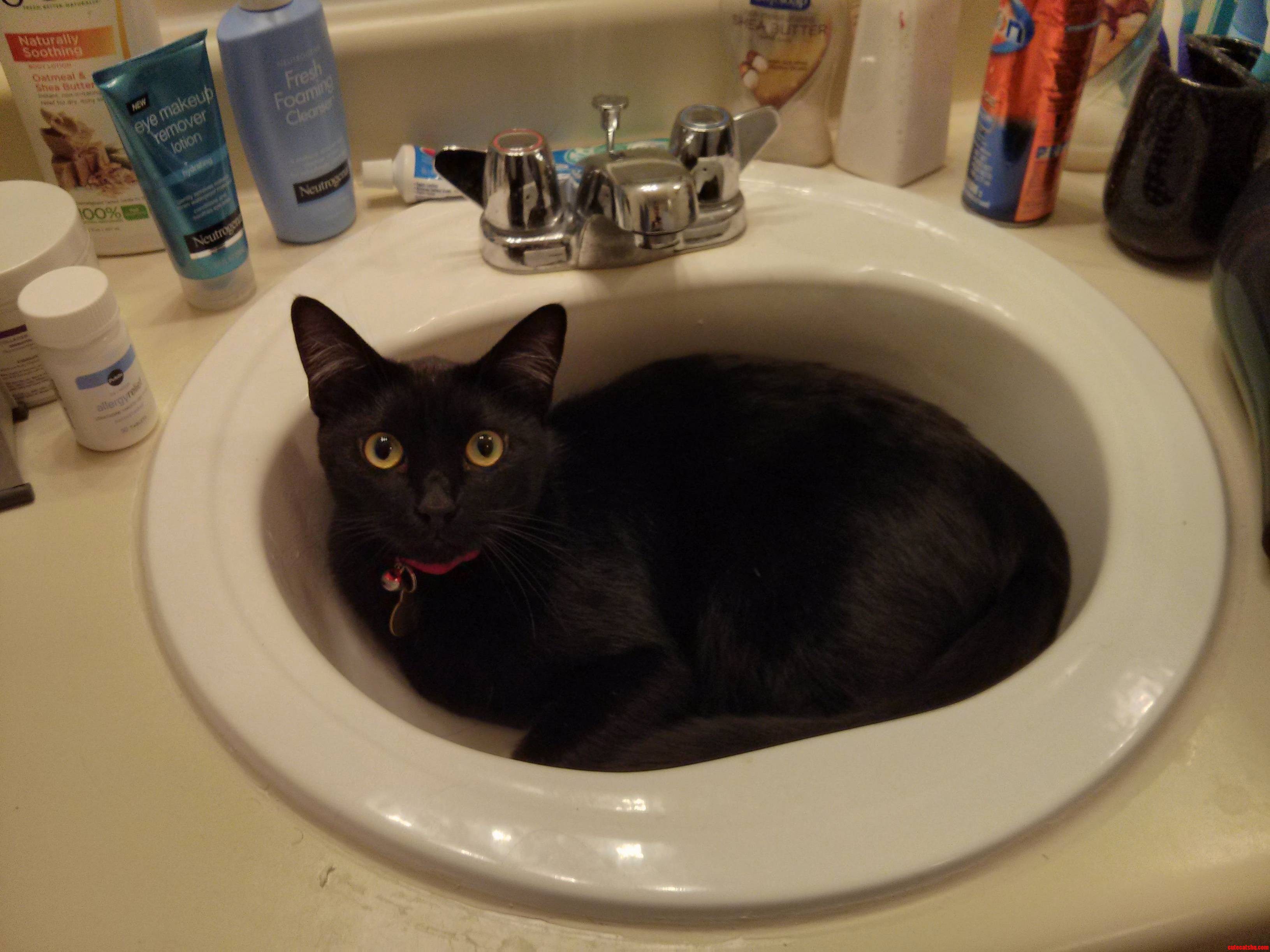 So Were Doing Cats in Sinks Now Okay Meet Sam