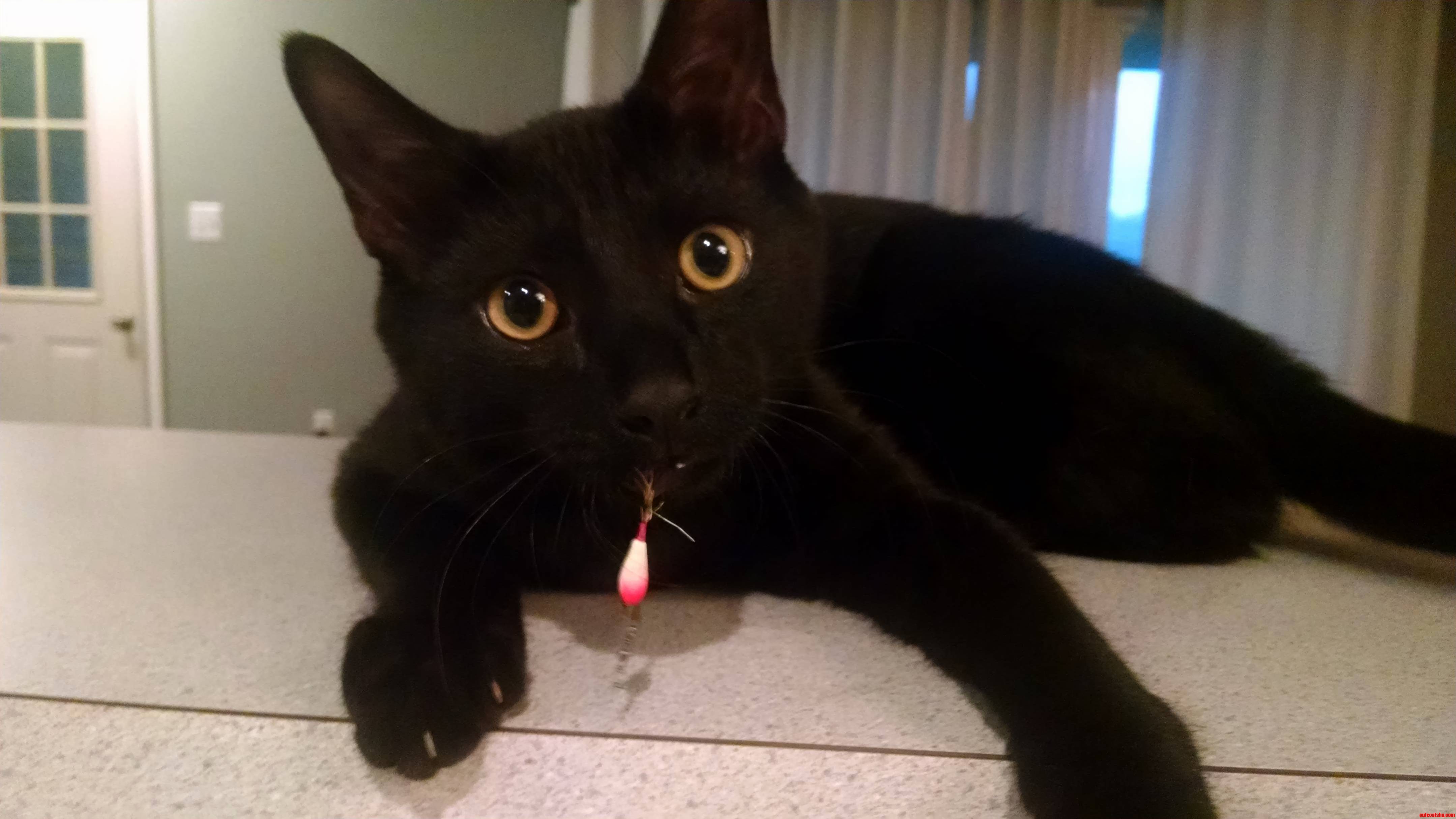 Someone Learned a Valuable Lesson About Fishing Lures Today. Time to Goto the Vet...