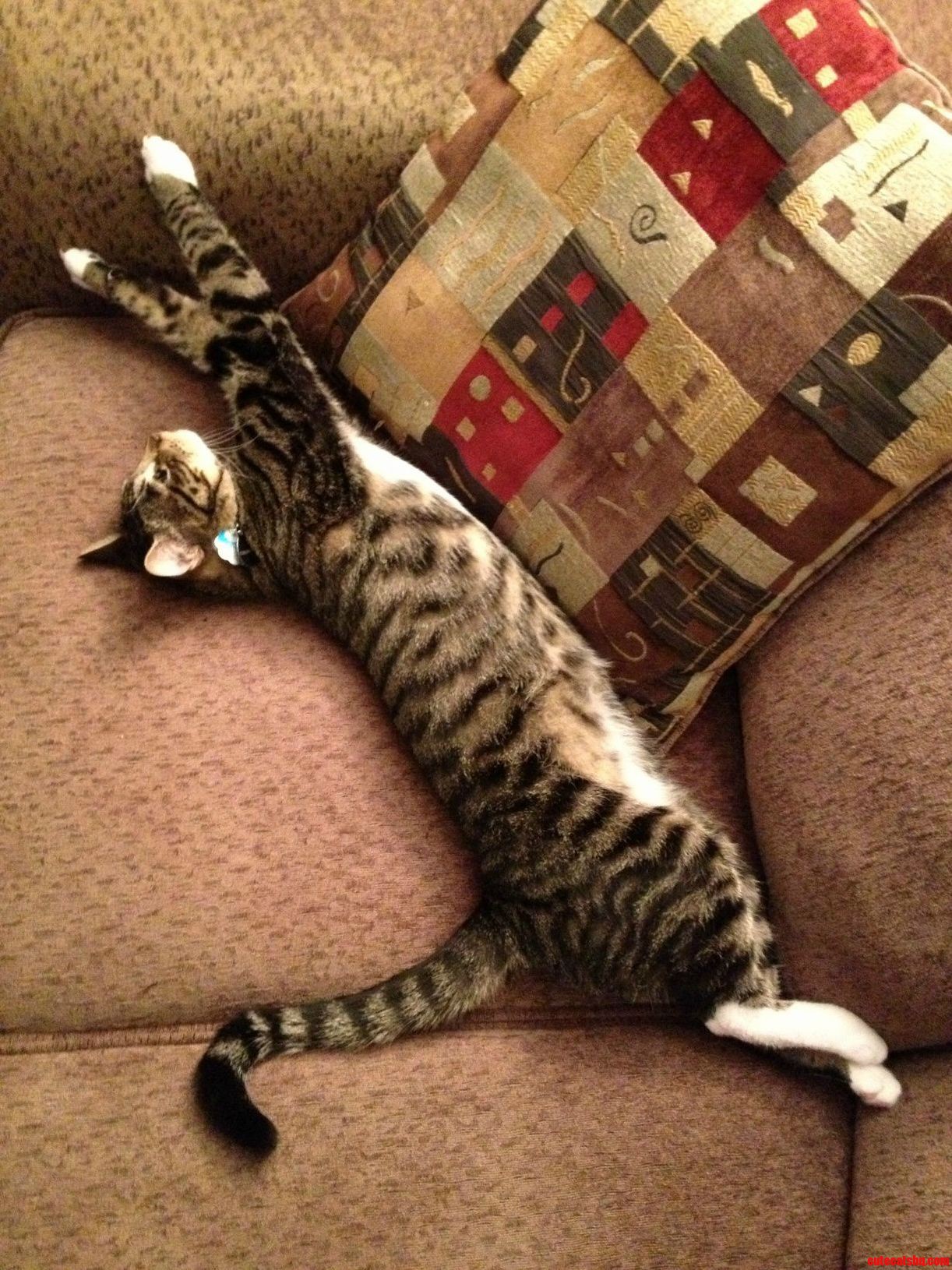 Sometimes He Sleeps in This Position. Sometimes He Just Stares at Me in This Position.