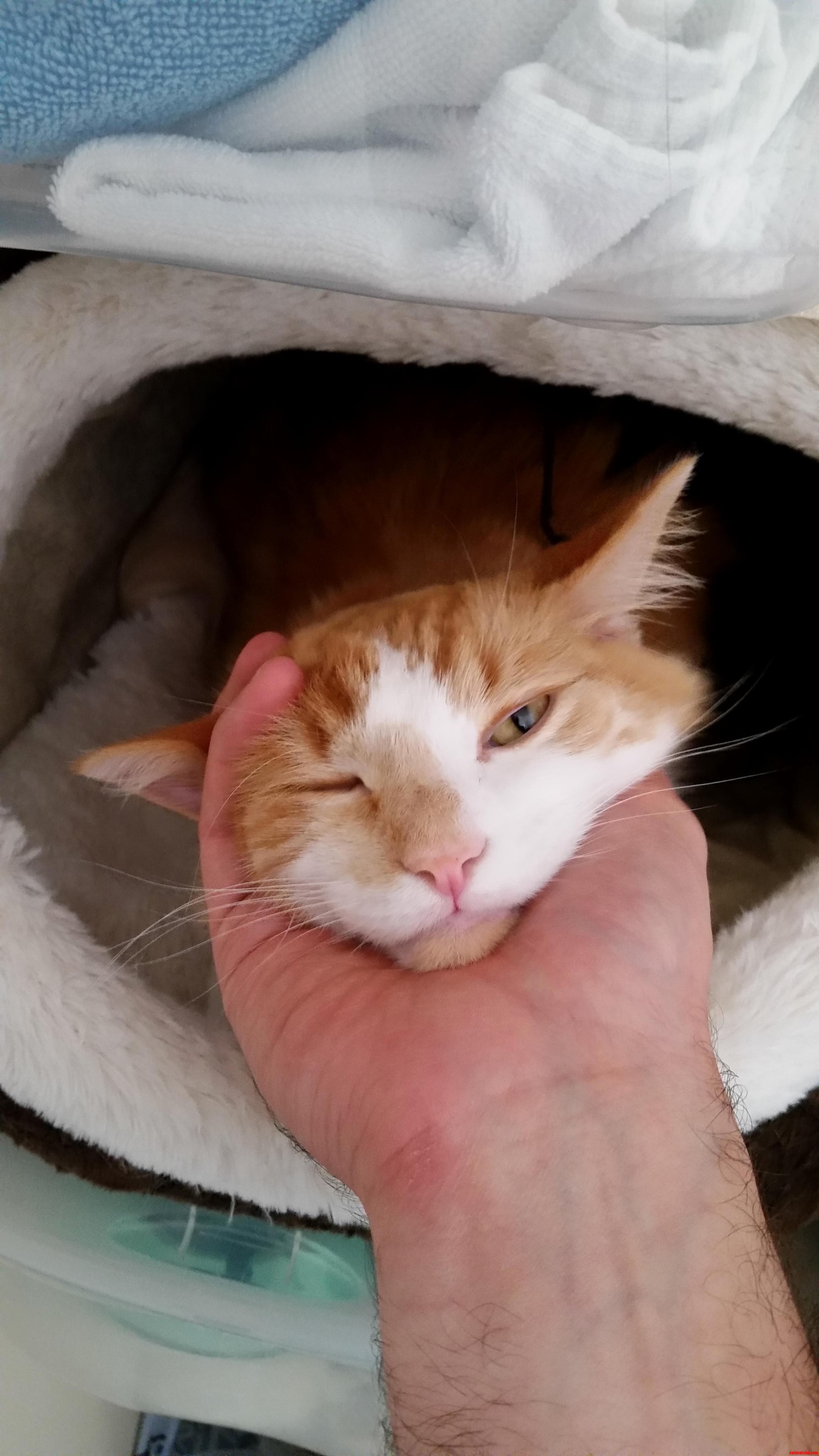 Sometimes You Just Have to Grab Your Cats Head.