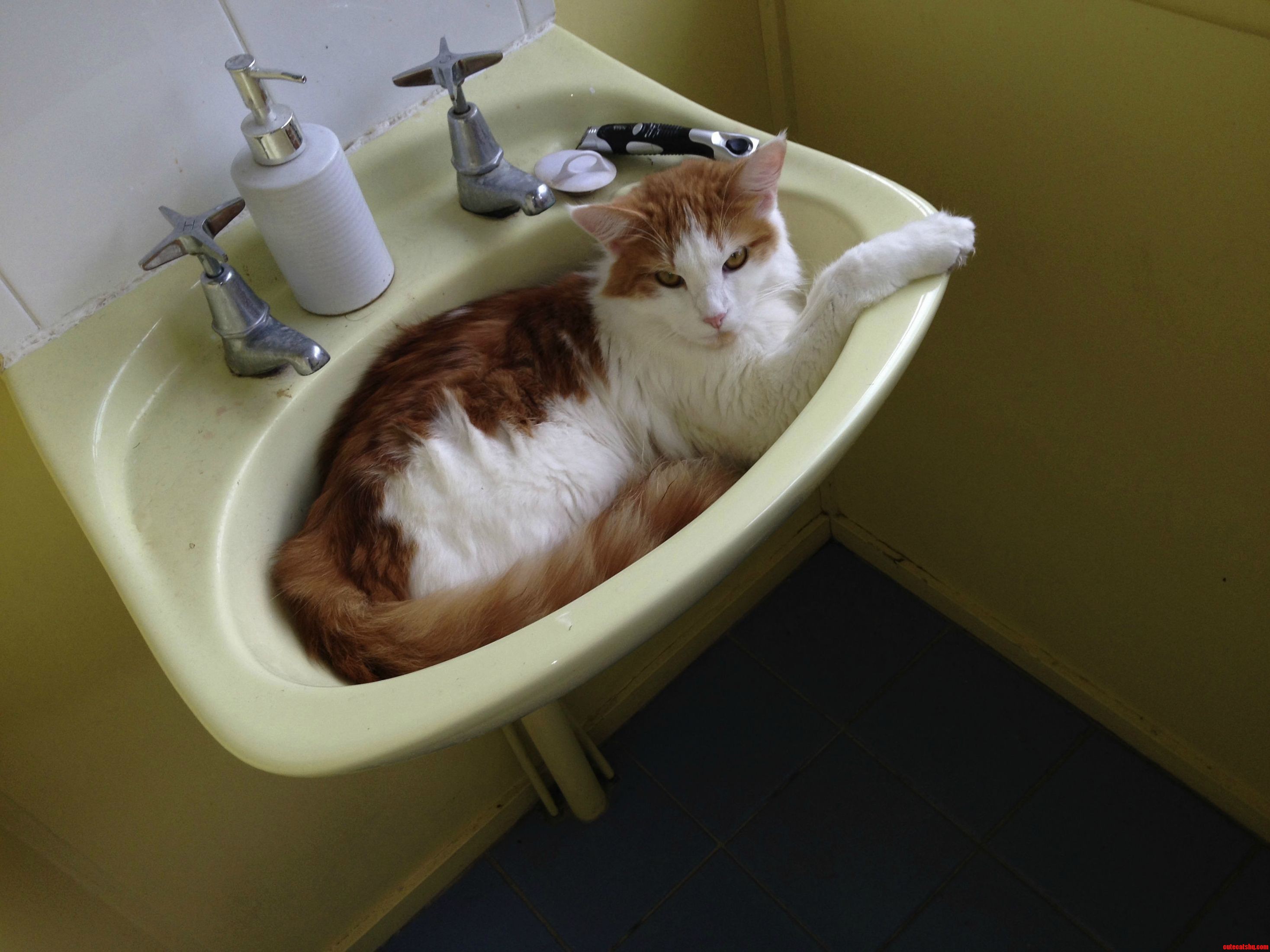 Speaking of Cats in Sinks This Is Where Mine Does His Best Plotting.