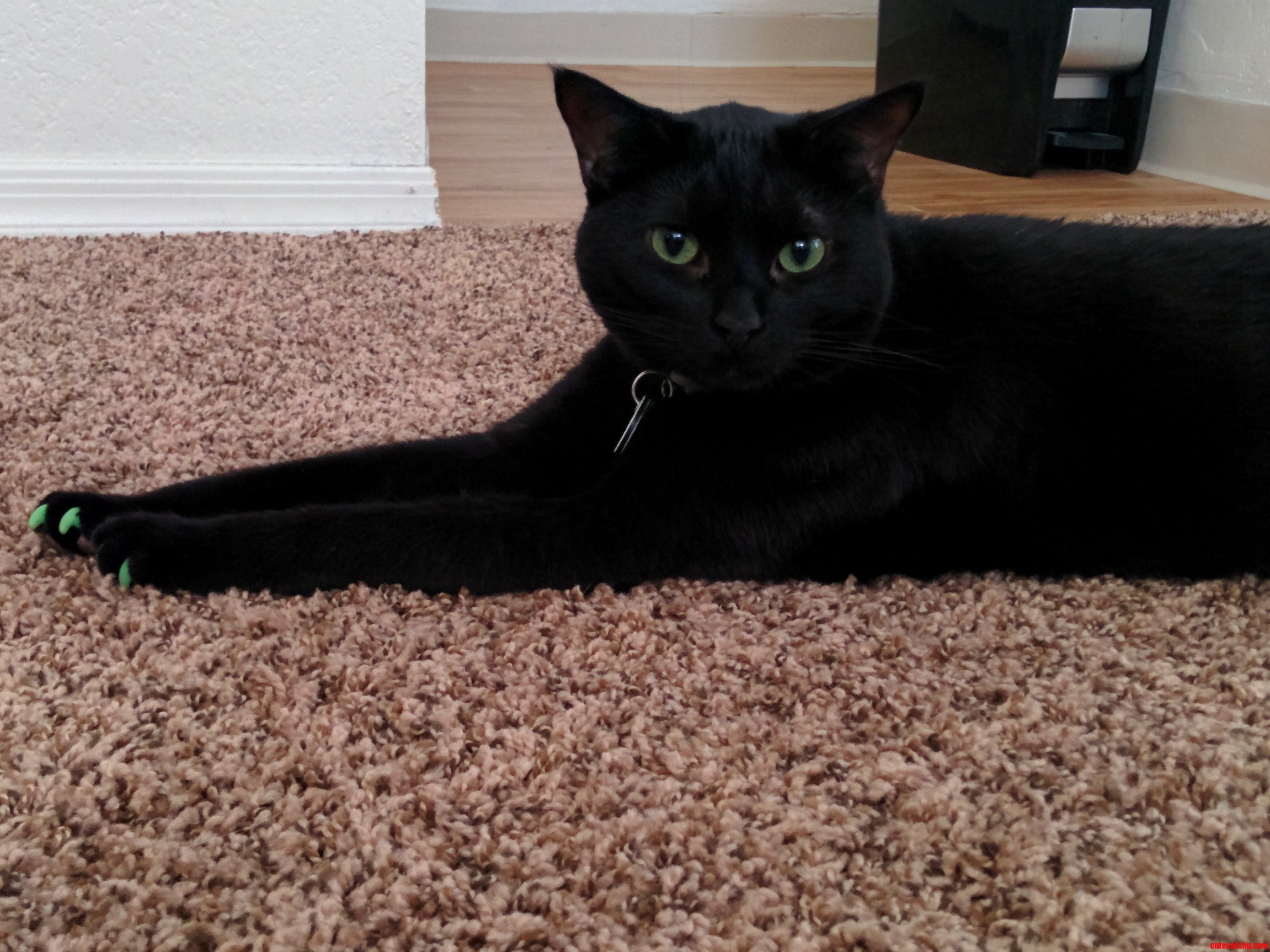 Sphinx in