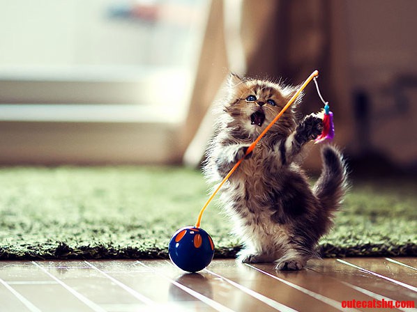 Sprocket Enjoying Her New Toy