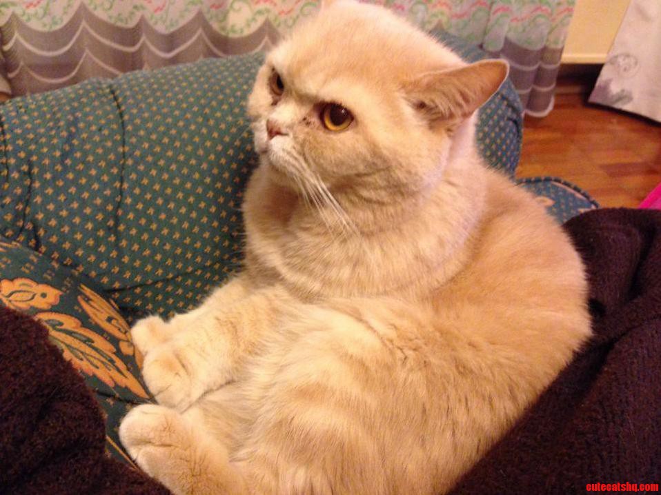 Stalin Cat