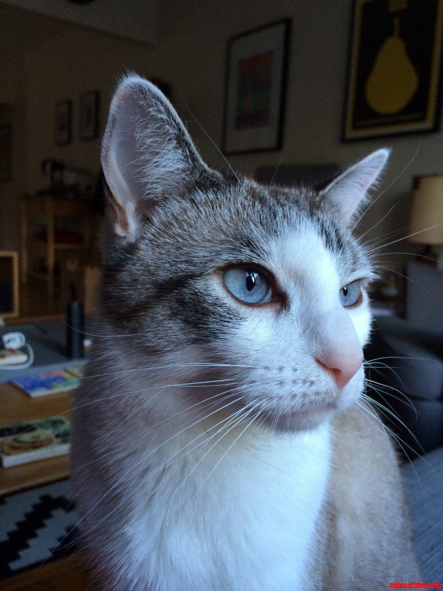 Stan Looking Distinguished.