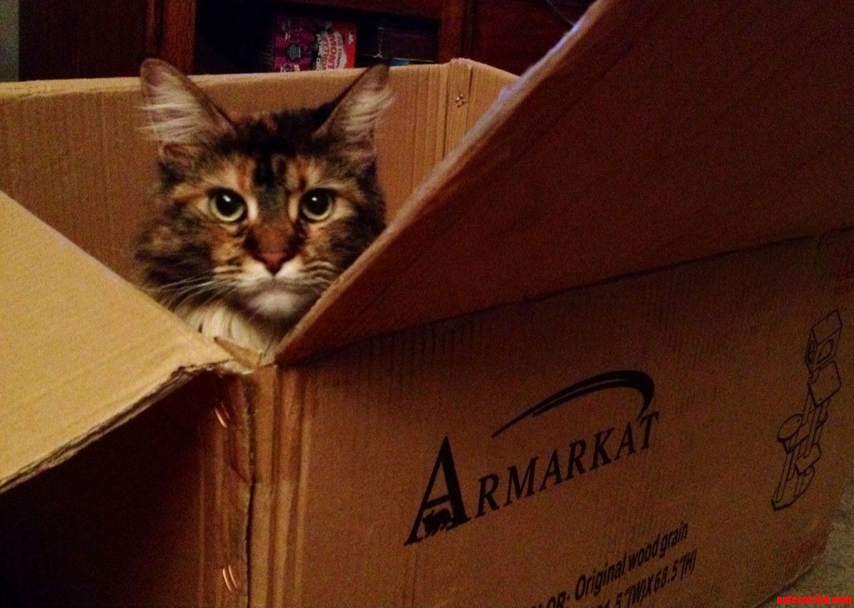 Stella Is Very Excited About Her New Cat Tree