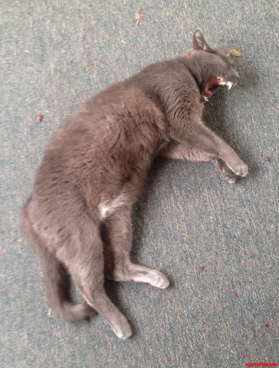 Stepped Over This Guy on the Porch After I Finished Chasing a Rabbit Out of My Garden.