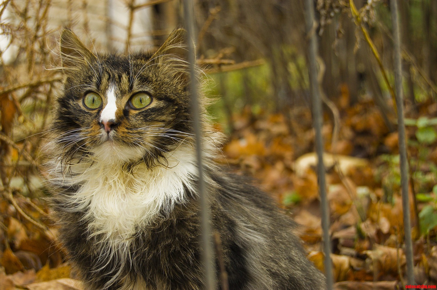 Stray.