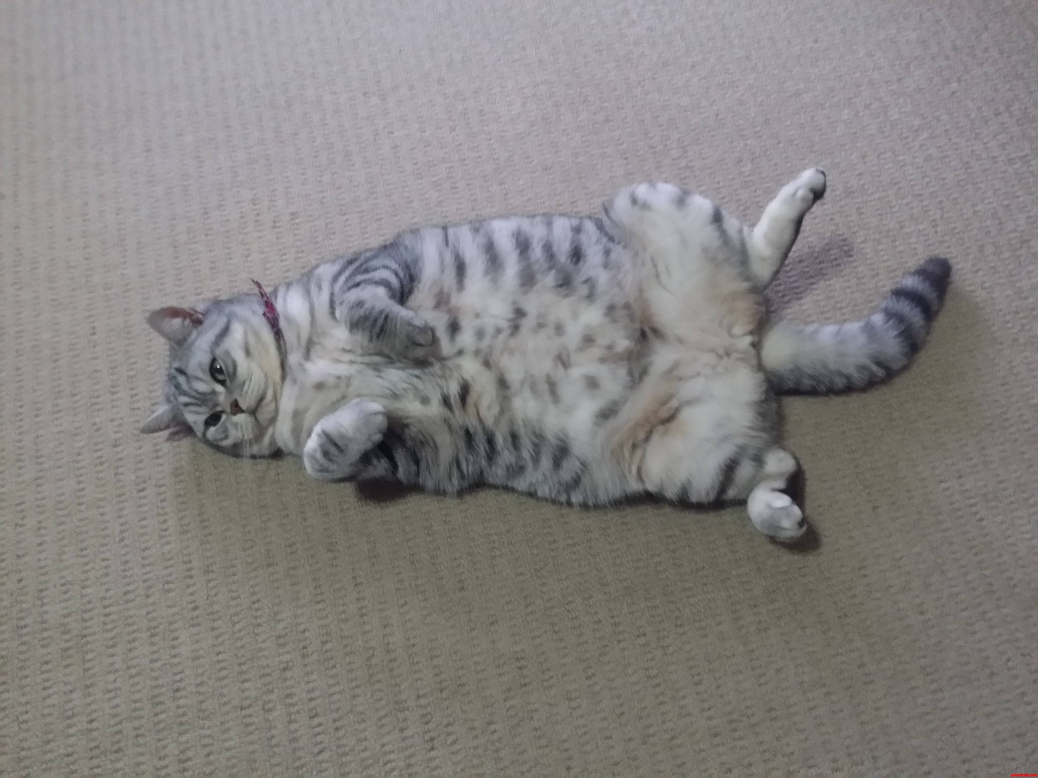 Such a Hard Life