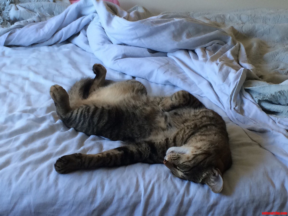 Sunday Afternoons Are for Napping.
